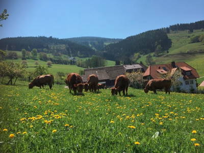 Bild 18 aus  Maierhof