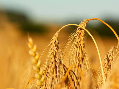 Bild 27 aus  Forsthof Niendorf