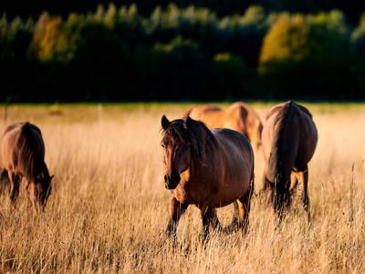 Bild 26 aus  Biohof Grafel - ein Ort, der verbindet