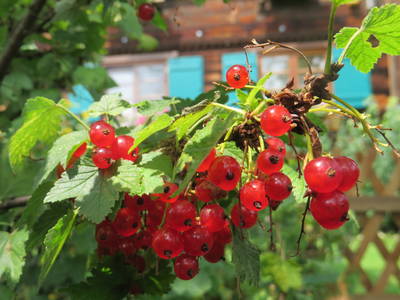 Bild 22 aus  Landhaus Alt mit  Bauernhof* Gesundes Wohnen In Freier Natur* Tolle-Angebote *Bergbahn Unlimited*