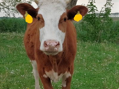 Bild 31 aus  Bioland - Bauernhof Andreßen