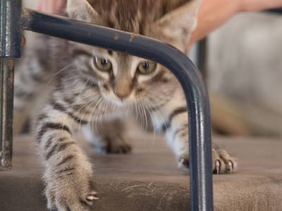 Bild 29 aus  Urlaub auf dem Lande zwischen den zwei Meeren - Apulien - Salento