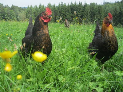 Bild 7 aus  Sigmundenhof