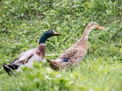 Bild 58 aus  Pirchnerhof