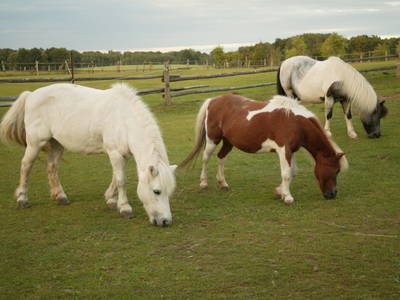 Bild 11 aus  Hannehof