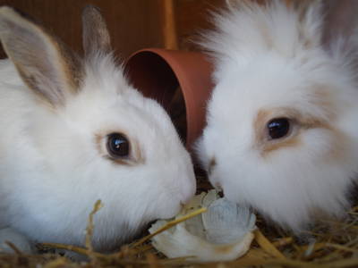 Bild 9 aus  Ferienhof Sporleder