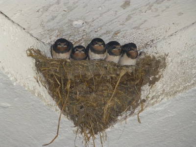 Bild 29 aus  LandSelection Gutshof Käppeler