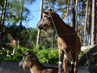 Bild 20 aus  Weberhof - Biobauernhof