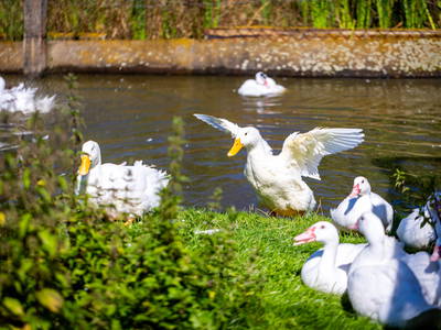 Bild 32 aus  Ferienhof Wolschendorf