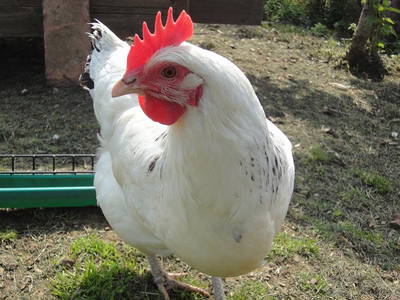 Bild 29 aus  Bio-Obstgut Oberhof