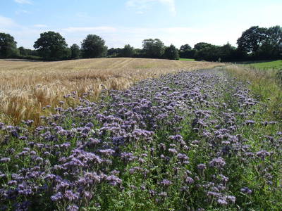 Blühstreifen am Kornfeld