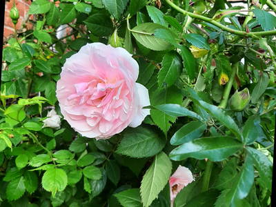 Bild 20 aus  Buchenhof Ratjen