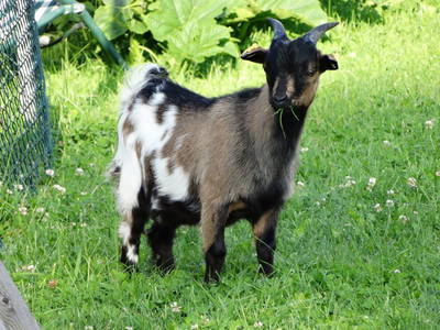 Bild 20 aus  Ferienhof "Familie Groh"