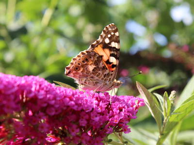 Besuch in unserem Garten