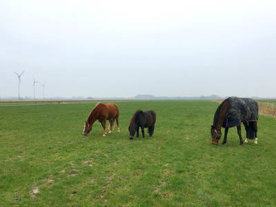 Bild 13 aus  Küstenhof Oldewurtel