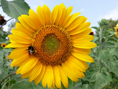 Bild 9 aus  Naturerlebnishof Vulkaneifel