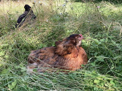 Bild 25 aus  Hof am KrämersBug