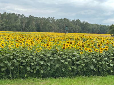 Sonnenblumenfeld in Hofnähe