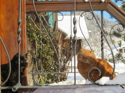 Bild 32 aus  Landhaus Alt mit  Bauernhof* Gesundes Wohnen In Freier Natur* Tolle-Angebote *Bergbahn Unlimited*