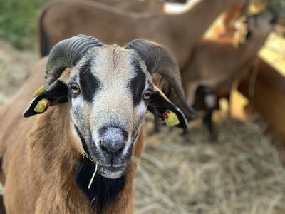 Bild 31 aus  Ferienhof Ritter im Harz