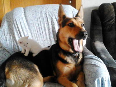 Bild 19 aus  Bauernhof Laave