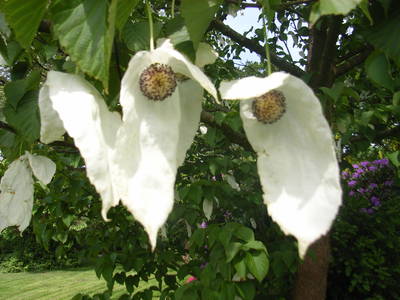 Bild 16 aus  Vejstrupgaard