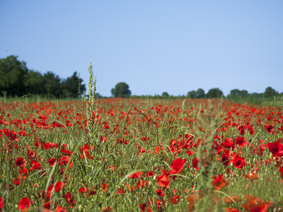Bild 7 aus  Winzerhof Wiedemann