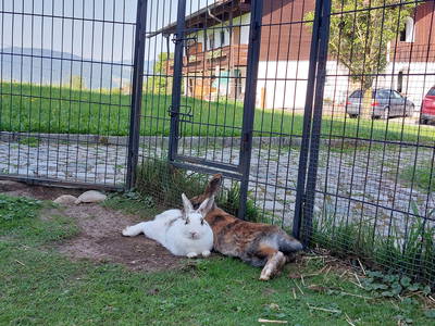 Bild 35 aus  Fuchsbauernhof