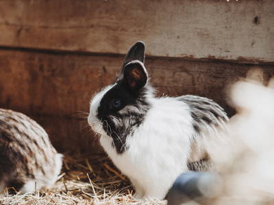 Bild 16 aus  Ferienhof Gut Ummersberg