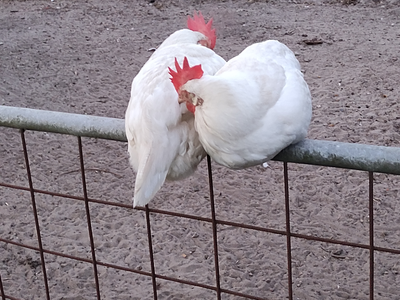 Bild 15 aus  Ferienhof Störwiese