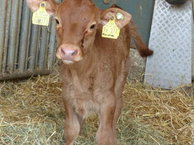 Bild 13 aus  Gretenhof