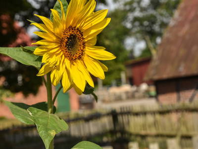 Bild 9 aus  Sonis kleine Farm Grömitz