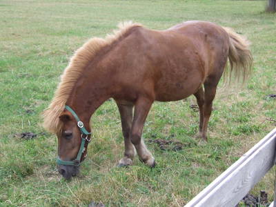 Bild 21 aus  Ferienhof Wilfert