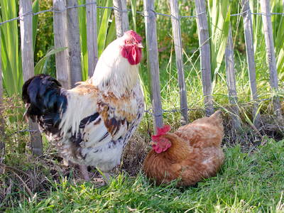 Bild 58 aus  Piratenhof Störtenbecker