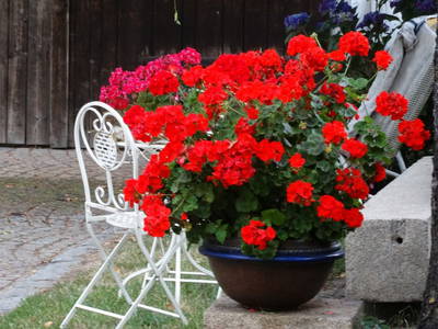 Bild 24 aus  Ferienhof "Familie Groh"