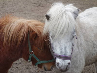 Shetland-Ponys Paco und Max