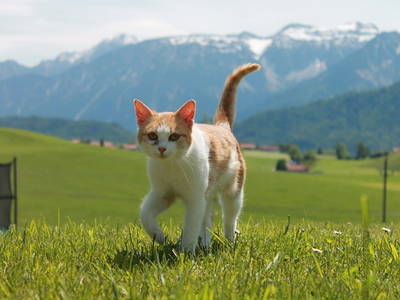 Bild 17 aus  Ferienhof Hitzelberger