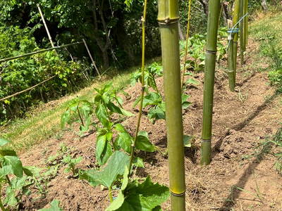 Bild 39 aus  Le Colombié - Ferienhäuser an der Dordogne mieten