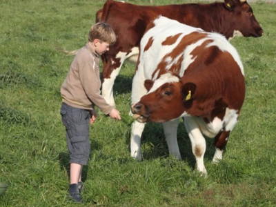 Jungrinder auf dem Ferienhof Lafrenz
