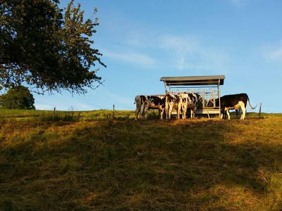Bild 11 aus  Erholung - Natur pur - Urlaub auf dem Loyerhof
