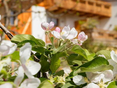 Bild 4 aus  Neuhauserhof