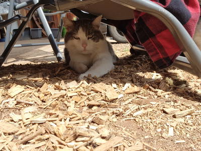 Bild 50 aus  Langenhof im Schwarzwald bei Oppenau