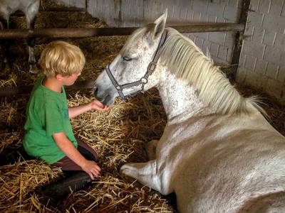 Bild 12 aus  Pferdehof Ruhnau FN