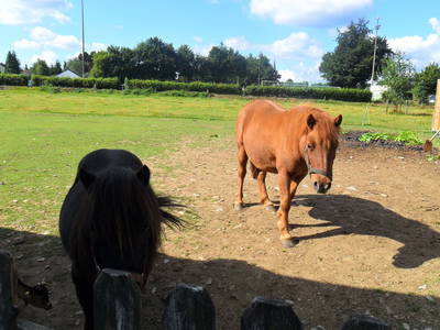 Bild 3 aus  Ferienhof Jansen