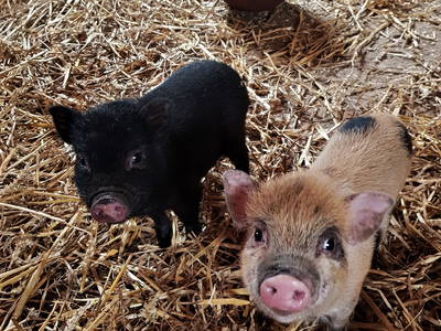 Bild 6 aus  Ferienhof  Schwien