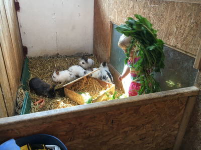 Bild 35 aus  Baustrup Hof