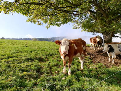 Bild 6 aus  Meisterbauer-Hof