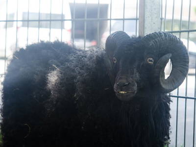 Bild 10 aus  Ökoferienhof Retzbach