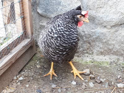 Bild 34 aus  Moar am Ort - Bäuerlich wohnen mit Stil