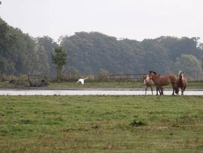 Bild 55 aus  FerienGut Dalwitz     www.feriengutdalwitz.de